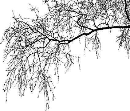Natural birch branches silhouette on white background(Vector illustration).Eps10