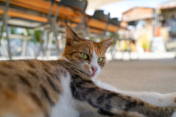 こちらを静かに見つめる三毛猫