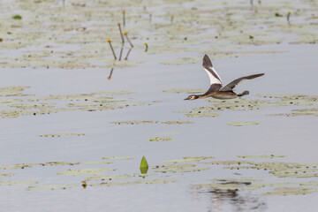 one great crested grebe (podiceps cristatus) in flight over water