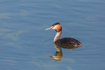 one swimming great crested grebe (podiceps cristatus) in blue water