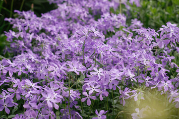 Leadwort (auriculata plumbago) flower in the garden. Purple flowers bloom in spring garden.