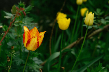Background of yellow tulips in the garden, diffused focus. Beautiful natural background, place for text. Group of colorful tulip in spring park.