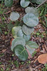 sea grapes