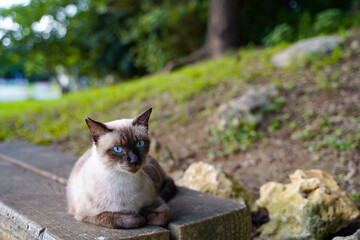 香箱座りするシャム猫