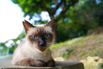 微笑んでいるようなシャム猫　アップ