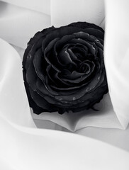 black rose on white background