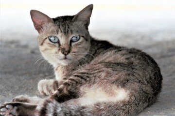 beautiful wild stray cat hiding under a cart
