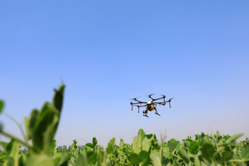 Fototapeta na wymiar A farm drone sprays medicine on farmland, North China