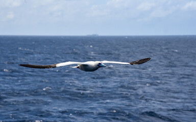Seabird Masked, Blue-faced Booby (Sula dactylatra) flying over the blue and calm ocean. Seabird is hunting for flying fish jumping out of the water.