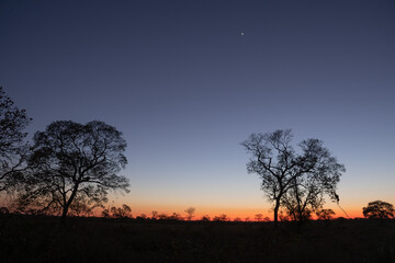 Fototapeta na wymiar Noite no Pantanal Norte céu estrelado
