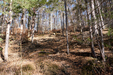 Closeup shot of tree trunk in a forest on a sunny day