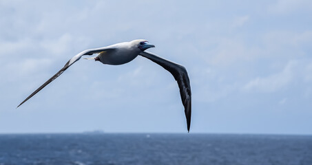 Seabird Masked, Blue-faced Booby (Sula dactylatra) flying over the blue and calm ocean. Seabird is hunting for flying fish jumping out of the water.