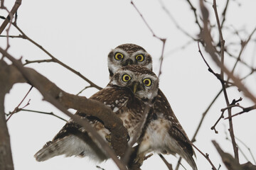 Two great horned owls watching with a starring look
