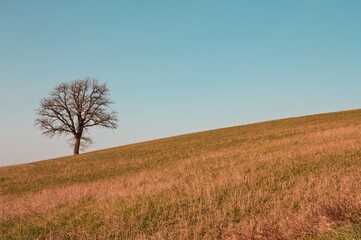An isolated tree without leaves on a hilly meadow on a winter day (Marche, Italy, Europe)