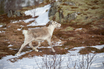 Reindeer on winter pasture - Location Helgeland coast,Helgeland,Nordland county,Norway,scandinavia,Europe