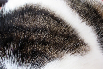 close up of fur