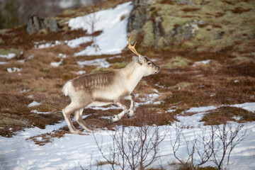 Reindeer on winter pasture - Location Helgeland coast,Helgeland,Nordland county,Norway,scandinavia,Europe