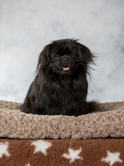 Tibetan spaniel dog portrait. Image taken in a studio. Cute black puppy dog posing and looking at camera.