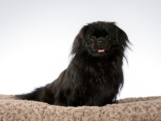 Tibetan spaniel dog portrait. Image taken in a studio. Cute black puppy dog posing and looking at camera.