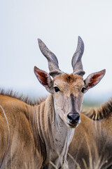 Eland portrait