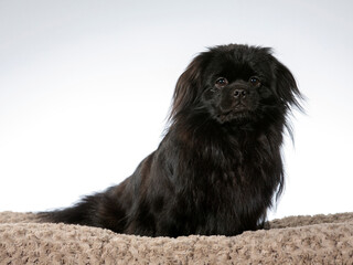 Tibetan spaniel dog portrait. Image taken in a studio. Cute black puppy dog posing and looking at camera.