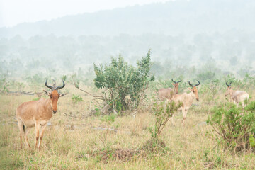 Hartebeest in rain.