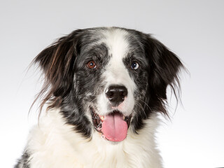 Border collie dog portrait, image taken in a studio with white background.