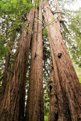 Old Wise Red Woods