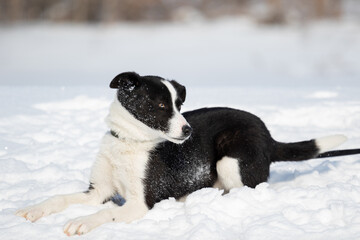 A black and white stray dog from a shelter for stray animals lies in the snow against the background of a forest. The pet lies with its head turned to the right.