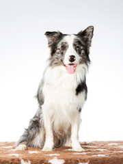 Border collie dog portrait, image taken in a studio with white background.