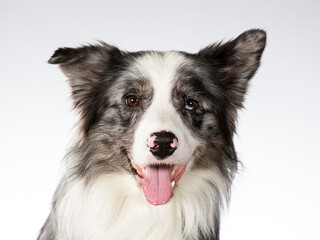 Border collie dog portrait, image taken in a studio with white background.