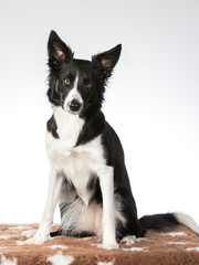 Border collie dog portrait, image taken in a studio with white background.