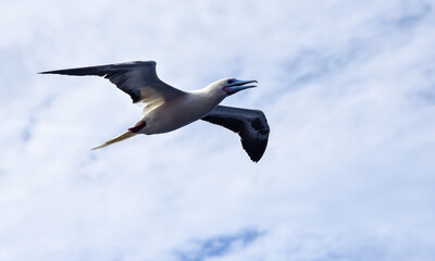 Seabird Masked, Blue-faced Booby (Sula dactylatra) flying over the blue and calm ocean. Seabird is hunting for flying fish jumping out of the water.