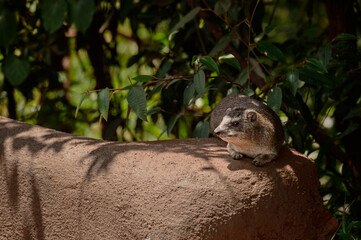 Hyrax on a mud wall