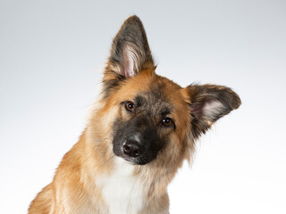 Funny head tilt, dog posing for camera in a studio with white background. German shepherd looking dog.