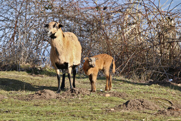 Kamerunschaf Mutterschaf mit Lamm im Frühling