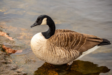 canadian goose on the beach