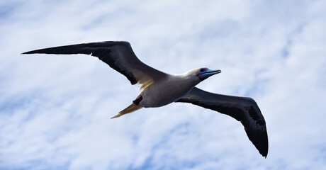 Seabird Masked, Blue-faced Booby (Sula dactylatra) flying over the blue and calm ocean. Seabird is hunting for flying fish jumping out of the water.
