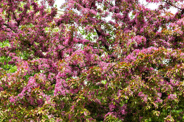Magnificent flowering cherry plum spring in Kolomenskoye, Moscow
