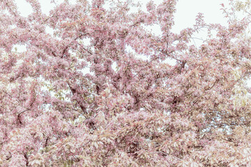 Spring blooming tree with delicate pink flowers. Spring background, toning