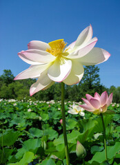 Lotus in Full Bloom