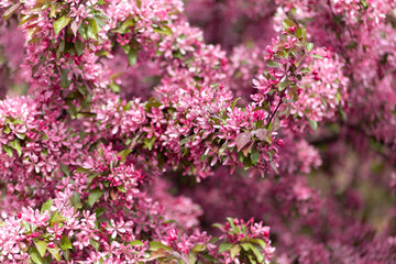 Lush cherry plum blossoms in spring in Kolomenskoye, Moscow. Close-up, blurred background