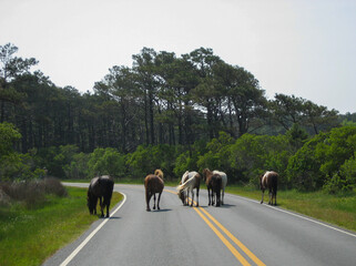Who Needs Mustang When You Have Wild Ponies?