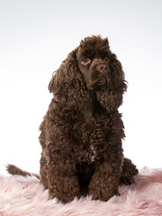 American cocker spaniel dog portrait, image taken in a studio with white background.