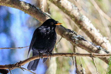Blackbird