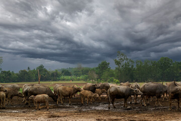 Obraz na płótnie Canvas Buffalo farm in Thailand Raising buffalo in nature