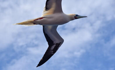 Seabird Masked, Blue-faced Booby (Sula dactylatra) flying over the blue and calm ocean. Seabird is hunting for flying fish jumping out of the water.