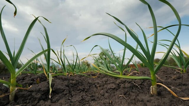 Garlic shoots on a bed against a blue sky with clouds