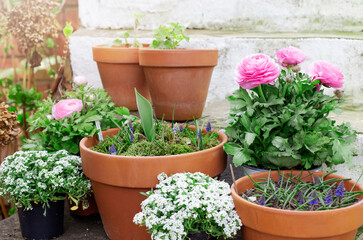 Spring flowers in pots on white stairs