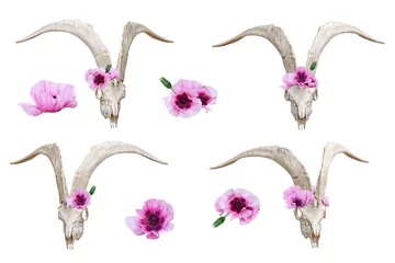 Fototapete Boho Weißer Schädel der Ziege und rosa Mohnblumen. ClipArt-Set auf weißem Hintergrund